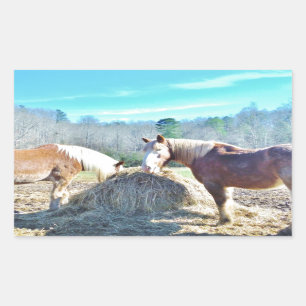 Rescued Draught Horses eating hay Rectangular Sticker
