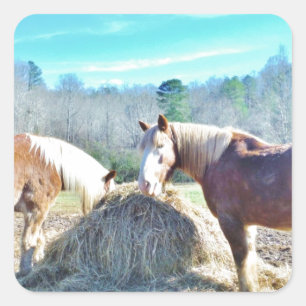 Rescued Draught Horses eating hay Square Sticker