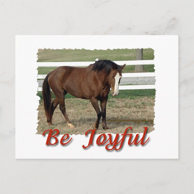 Rescued Morgan Horse:  Be Joyful Postcard (Front)