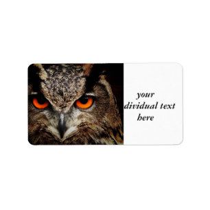 researchers looking owl label