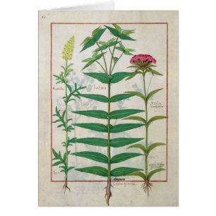 Reseda, Euphorbia and Dianthus