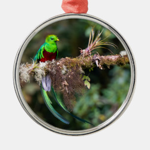 Resplendent Quetzal in the Cloud Forest Metal Tree Decoration