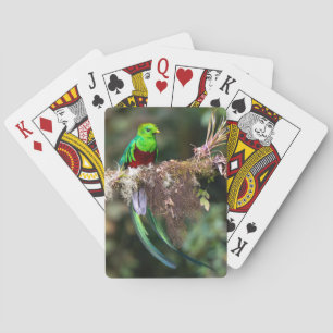 Resplendent Quetzal in the Cloud Forest Playing Cards