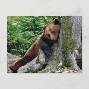 Restful Brown Bear Wildlife Series # 10 Postcard