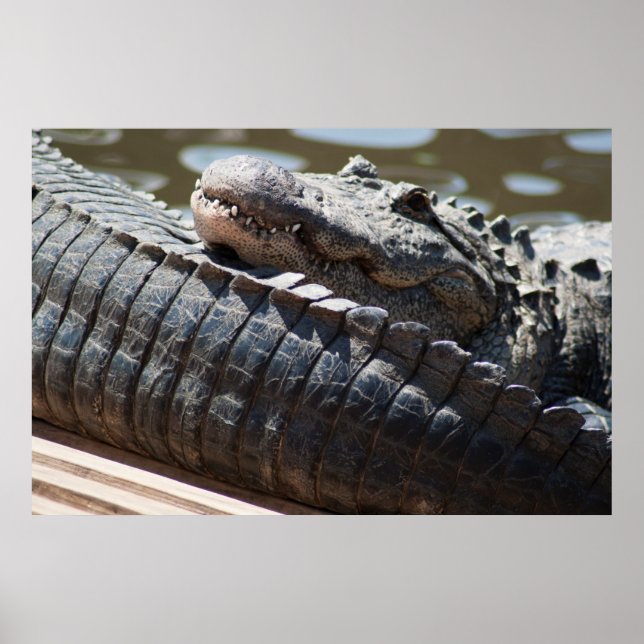 Resting Alligator Poster (Front)