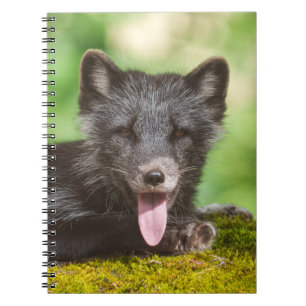 Resting Arctic Fox Notebook