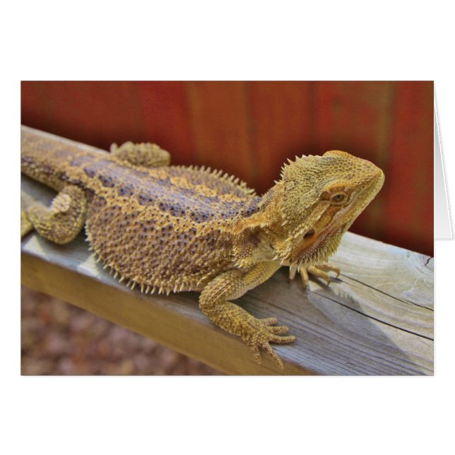 Resting Bearded Dragon 2 (Front Horizontal)