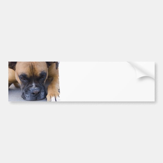 Resting Boxer Dog Bumper Stickers (Front)