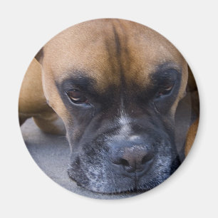Resting Boxer Dog Magnet
