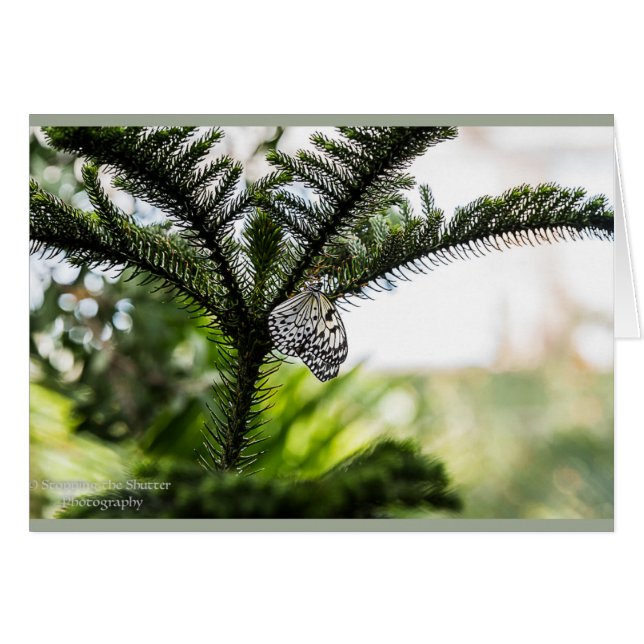 Resting Butterfly (Front Horizontal)