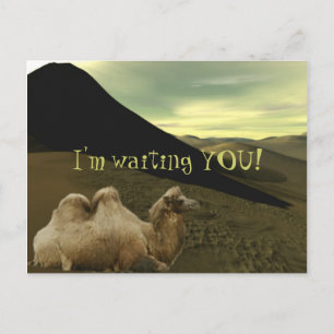 Resting Camel Postcard