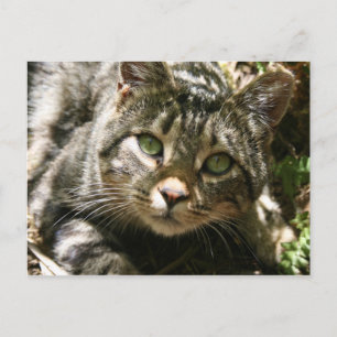 Resting Cat Postcard