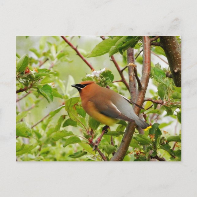 Resting Cedar Waxwing Postcard (Front)
