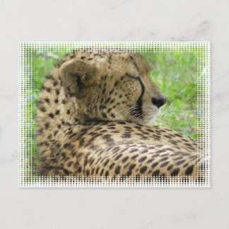 Resting Cheetah Postcard