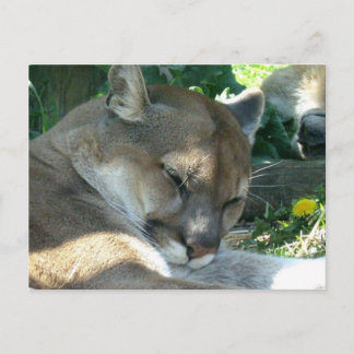 Resting Cougar Postcard