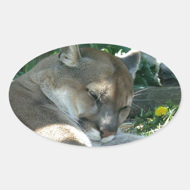 Resting Cougar Stickers (Front)