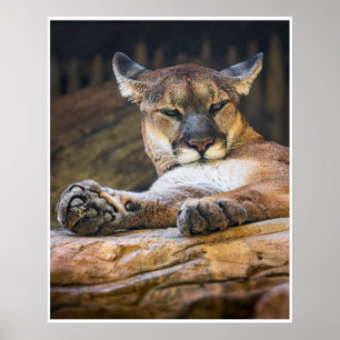 Resting Cougar Wall Art Wildlife Cat Print