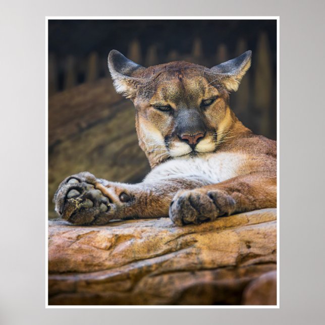 Resting Cougar Wall Art | Wildlife Cat Print (Front)
