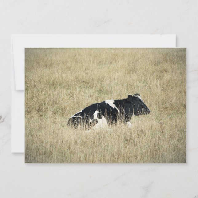 Resting Cow - Invitation (Front)