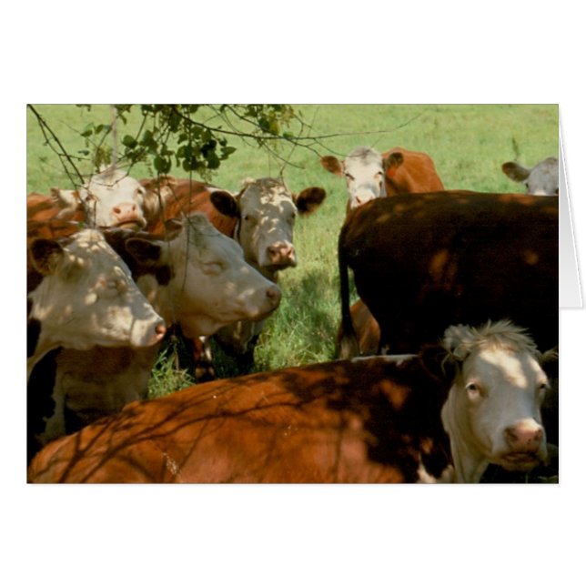 Resting Cows (Front Horizontal)