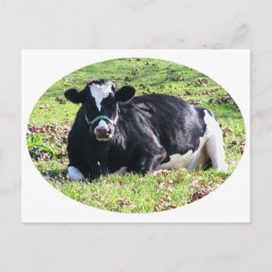 Resting Dairy Cow Circle White Background Postcard