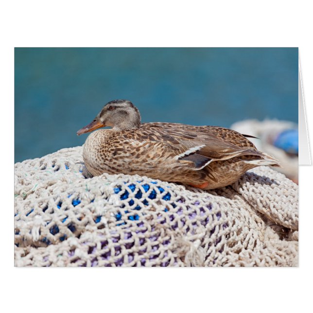 Resting Duck (Front Horizontal)