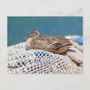 Resting Duck Postcard