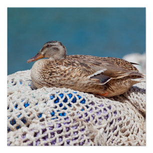 Resting Duck Poster