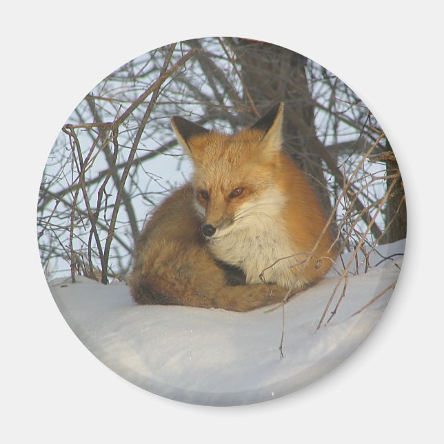 Resting Fox Magnet (Front)