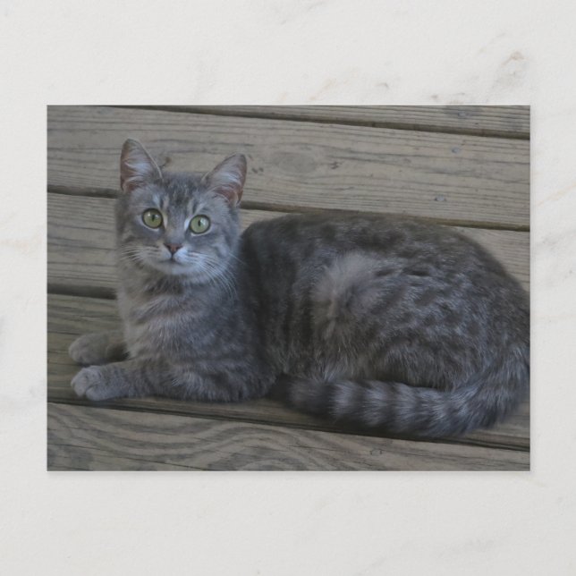 Resting Grey Cat Postcard (Front)