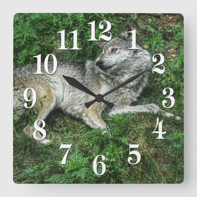 Resting Grey Wolf 2 Wildlife Clock (Front)