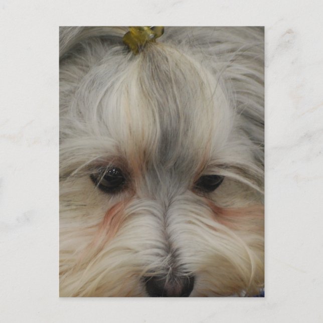 Resting Havanese Dog Postcard (Front)