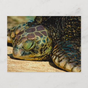 Resting Hawaiian Green Sea Turtle (Honu) Postcard