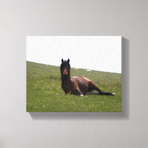 Resting Horse, Tired Horse, Relax Horse Canvas Print