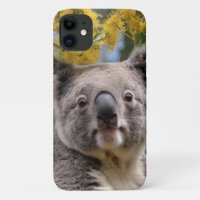 "Resting in Gold: A Koala in a Wattle Tree"