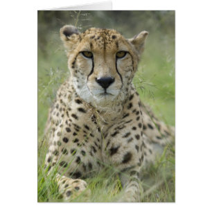 Resting in the Grass