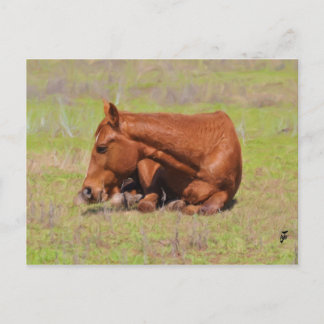 Resting in the Sun Postcard
