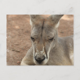 Resting Kangaroo Postcards