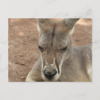 Resting Kangaroo Postcards