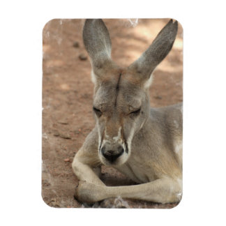 Resting Kangaroo Premium Magnet