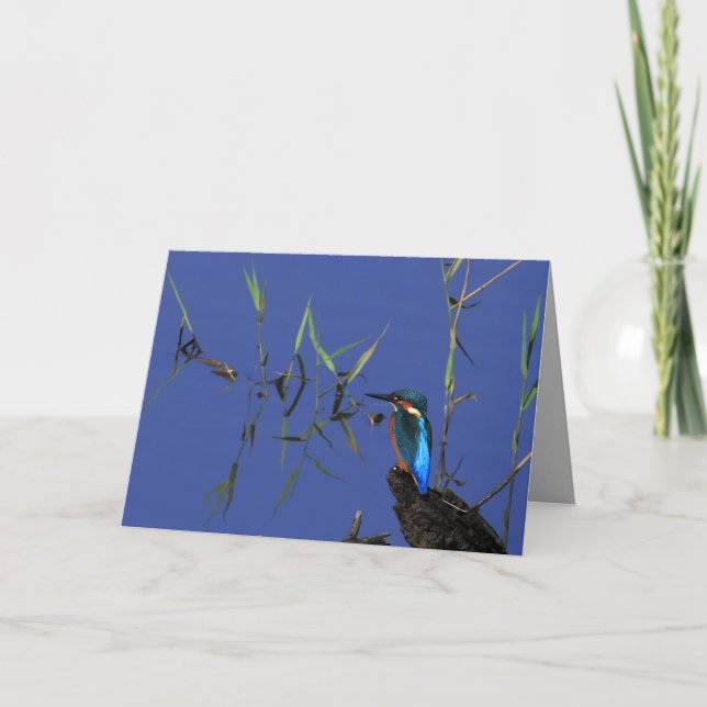 Resting Kingfisher Card (Front)
