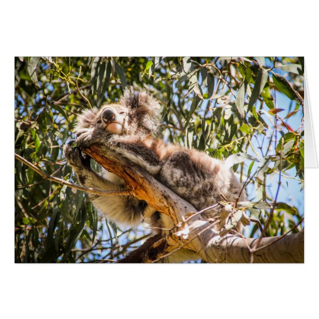 Resting Koala (Front Horizontal)