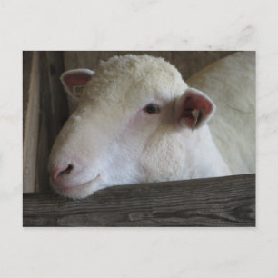 Resting Lamb Postcard