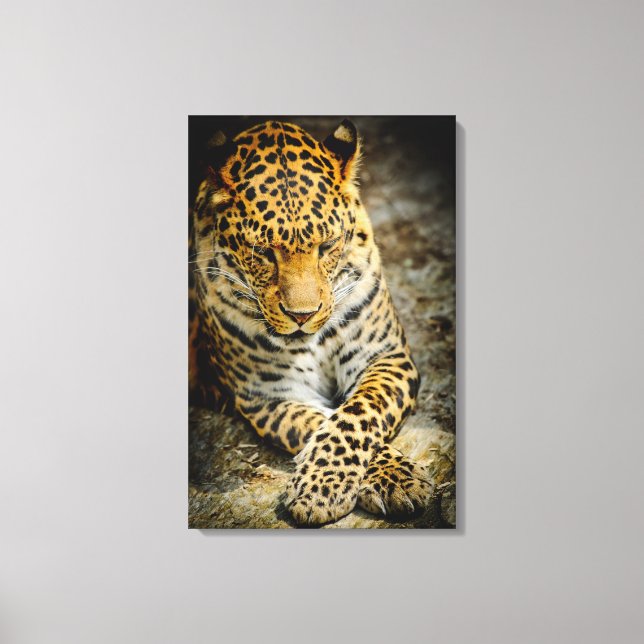 Resting Leopard Canvas Print (Front)