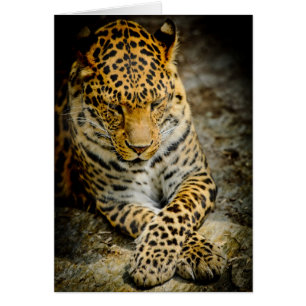 Resting Leopard Greeting Card