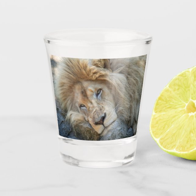 Resting Lion Shot Glass (Front)