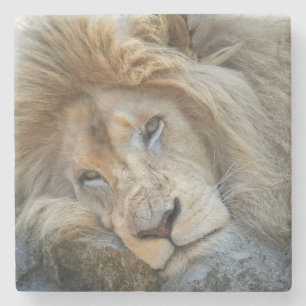 Resting Lion Stone Coaster