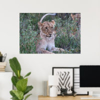Resting Lioness in African Safari
