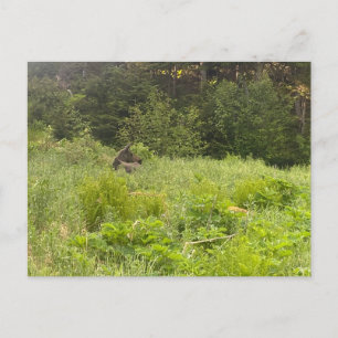 Resting Moose Postcard