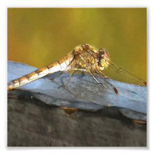 Resting Ochre Brown Dragonfly Realistic Painting Photo Print
